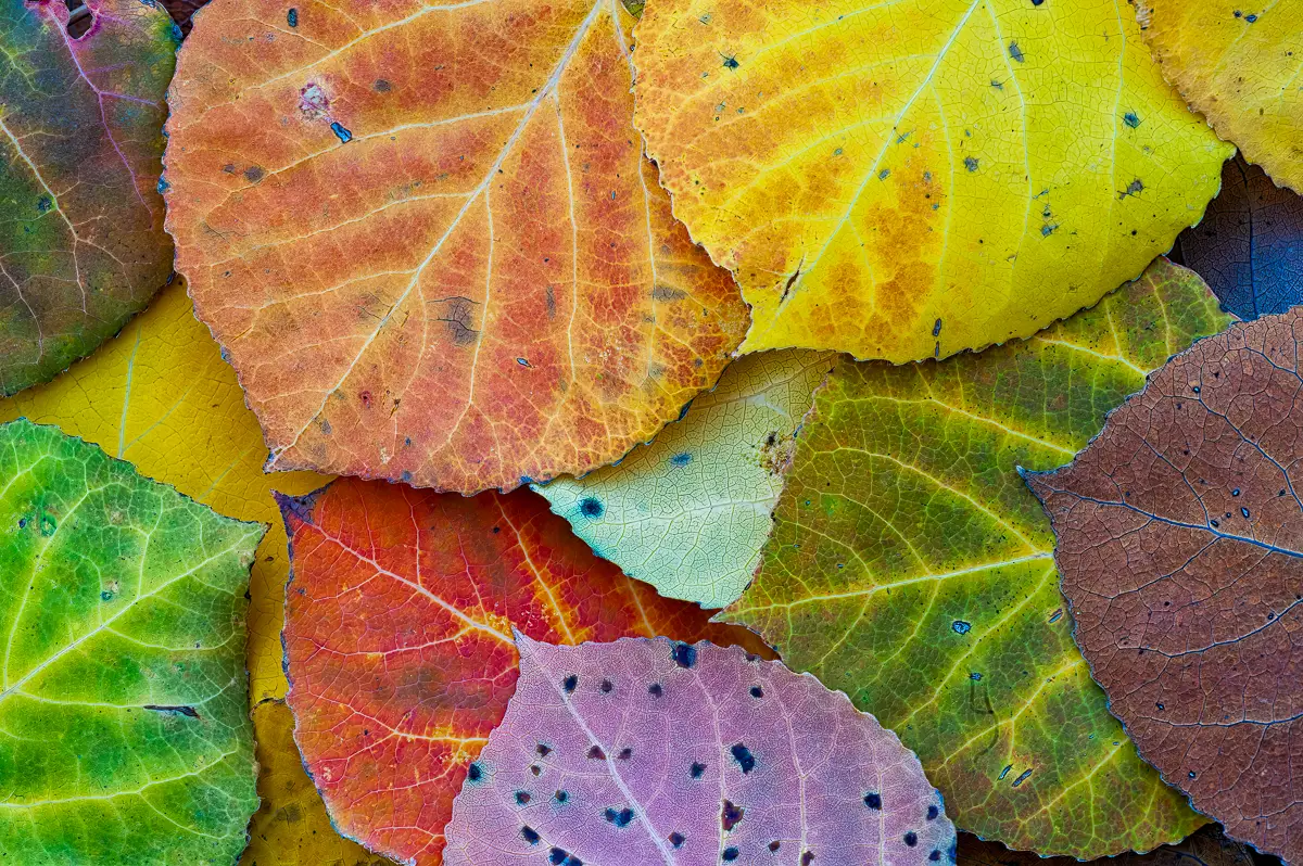 Aspen leaves on the ground in Estes Park